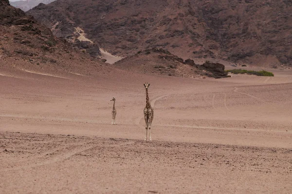 Żyrafa Savannah Kenii — Zdjęcie stockowe