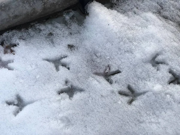 Footprints of birds in the snow. Pigeon tracks. Winter frosty morning