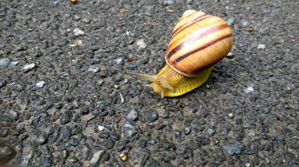 Gran Caracol Hermoso Arrastrándose Sobre Asfalto Mojado — Foto de Stock