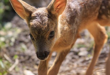 Doğadaki utangaç bebek geyik