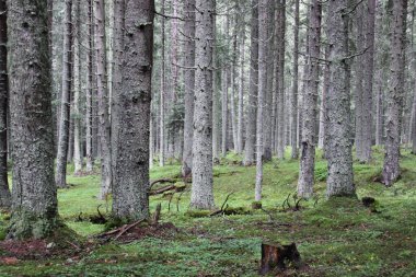 Romanya 'nın Transilvanya kentindeki çam ağacı ormanı. Romanya 'nın Transilvanya kentinde derin laik ağaçları olan sessiz bir orman