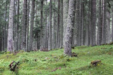 Romanya 'nın Transilvanya kentindeki çam ağacı ormanı. Romanya 'nın Transilvanya kentinde derin laik ağaçları olan sessiz bir orman