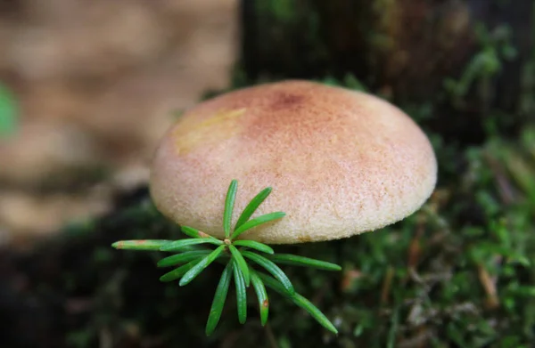 Champiñones Ambiente Natural Transilvania Rumania —  Fotos de Stock