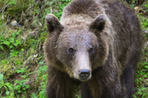 Brown Bear Wild Transylvania Romania Brown Bear Bear Species Found — Stock Photo, Image
