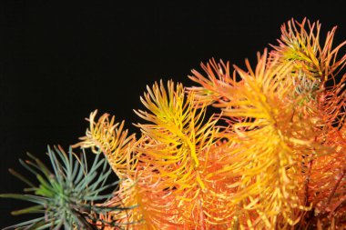 Çam yapraklarına benzeyen renkli bitkiler. Yeşil kırmızı ve turuncu çam yaprağı odak noktasında. Arkaplan renkli ve siyah