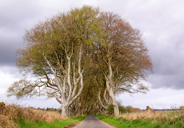 Dark Hedges Ballymoney Road Trees Entry Northern Ireland Cesta Hustou — Stock fotografie