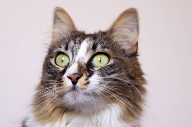 İzole edilmiş kedi yeşili gözler sabit dik dik bakan portre