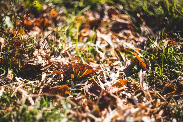 Green grass and dry grass, dry plants, dry leaves.