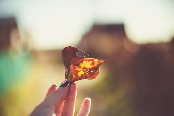 Autumn mood. Two brown leaves in a woman\'s hand with dark nails.
