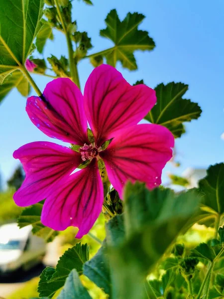 Pembe çiçek güneşli bir günde