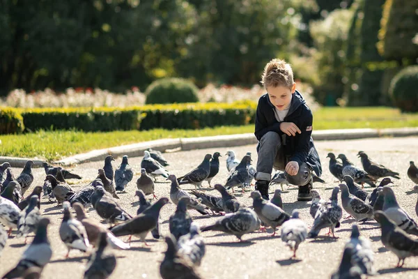 Parkta 7 yıl geçirmiş şık bir çocuk güvercinleri besler. Bir sürü kuş var. Bebek mutlu besliyor aç güvercinleri