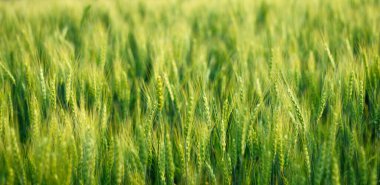 Yaz mevsiminde yeşil arpa tarlası 