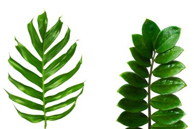 Beyaz arkaplanda tropik yeşil yaprak