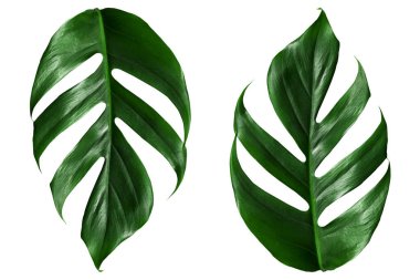 Palmiye yaprağı düz, üst görünüm