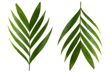 Tropik Yeşil Palmiye Yaprağı Beyaz, Asya