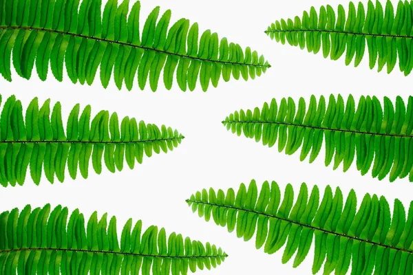 Fern leaf in frame on white background