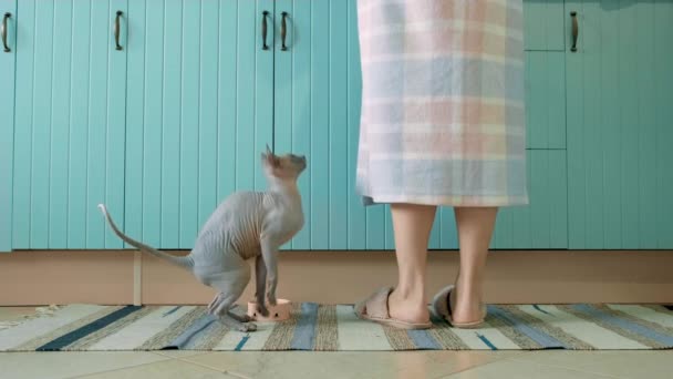 Liliowy Sfinks Daenerys Bardzo Prosi Jedzenie Dla Kotów — Wideo stockowe