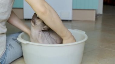Kadın tatlı leylak sfenks Daenerys 'ini havzada bol suyla yıkıyor.