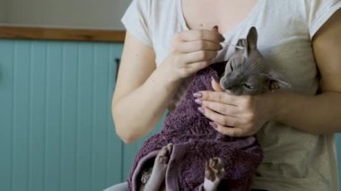 Kadın, banyo yaptıktan sonra kulak çubuklarıyla sevimli leylak kedisi sfenks Daenerys 'in kulaklarını temizliyor. Kitty temizlenmek istemiyor..