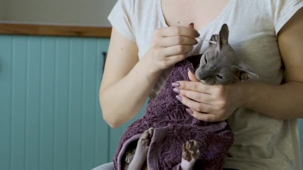 Woman Cleaning Ears Her Cute Lilac Cat Sphinx Daenerys Ear — Stock Video