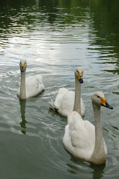 Swans Lake Summer — Stock Photo, Image