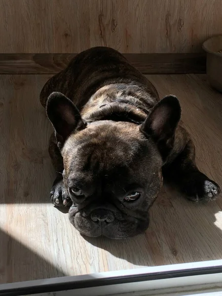 Französische Bulldogge Sonnenlicht Innenraum Liegend — Stockfoto