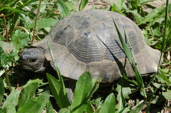 Close Van Een Schildpad Wilde Natuur Het Bos — Stockfoto