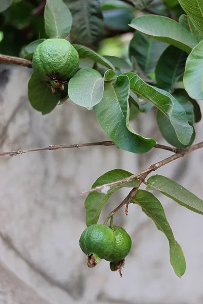 Goyave Plante Fruit Sur Branche Attachée Croissance — Photo