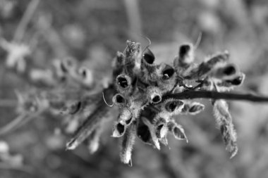 Bitkinin tohumlarına sessizce bakmak beni bir şekilde rahatlattı.