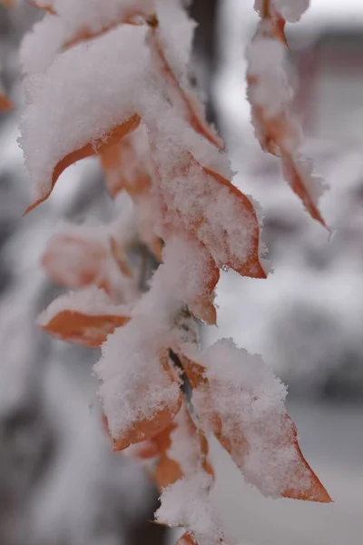 Blanco Con Fondo Naranja Principios Invierno Sapporo Japón —  Fotos de Stock