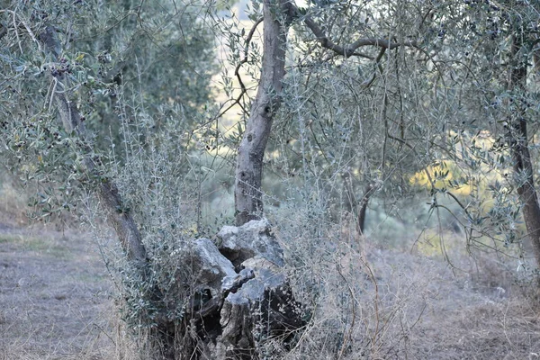 Herfst Oude Olijfboom Stilte Zoek Naar Toscane Italië — Stockfoto