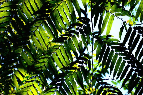 Yeşil Yaprağın Işığı ve Gölgesi