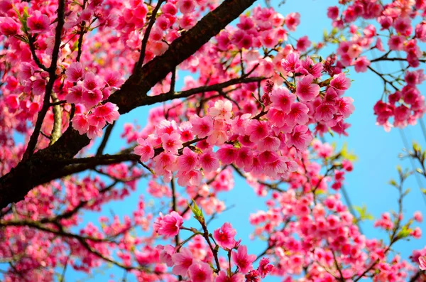 Harika ve Rüya Gibi Kiraz Çiçeği