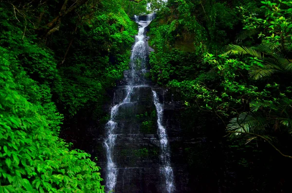 Waterfall Flow Green Forest — Stock Photo, Image