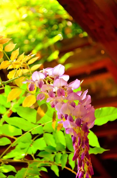 Işık Çiçeklerin arasından geçer ve Yapraklar