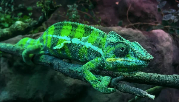 Panthère Verte Caméléon Furcifer Pardalis Appuyé Sur Bâton Bois Vert — Photo