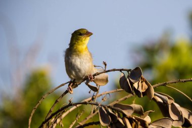Ağaçta tünemiş dişi Afrikalı dokumacı kuş.