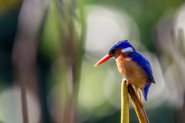 Malachite Kingfisher, sazlığa tünemiş parlak renkli genç bir erkek.