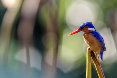 Malachite Kingfisher, sazlığa tünemiş parlak renkli genç bir erkek.