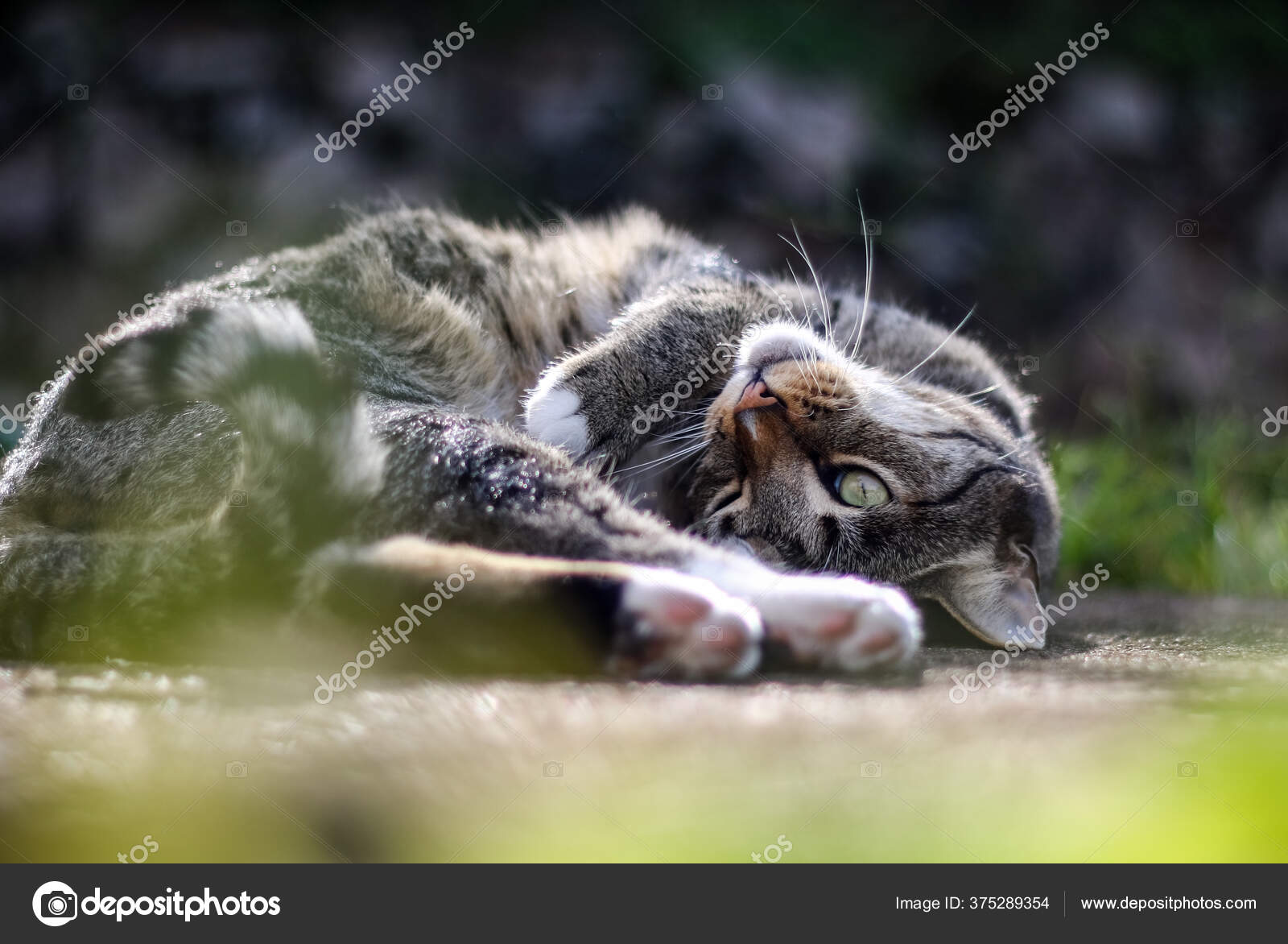 Male Mackerel Tabby Cat Playing — Stock Photo © nicaberdein 375289354