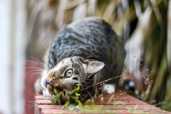 Samec Makrela Tabby Kočka Hrát Venku — Stock fotografie