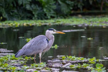 Gri balıkçıl çamurlu sularda yüzüyor. Etrafı zambaklarla çevrili. Ve yeşil otlarla çevrili. 