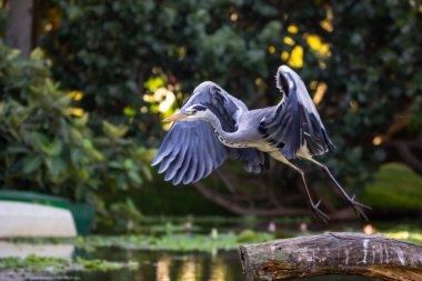 Gri balıkçıl çamurlu sularda yüzüyor. Etrafı zambaklarla çevrili. Ve yeşil otlarla çevrili. 