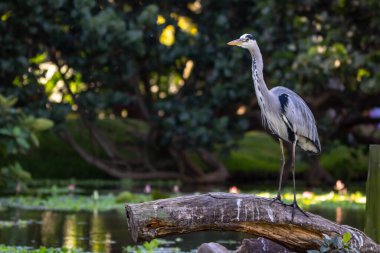 Gri balıkçıl çamurlu sularda yüzüyor. Etrafı zambaklarla çevrili. Ve yeşil otlarla çevrili. 