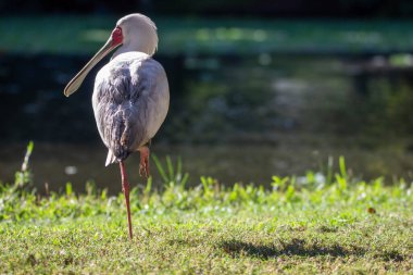 Çimlerin üzerinde duran Afrika kaşık gagalı kuşunun yan görüntüsü. (Platalea alba)