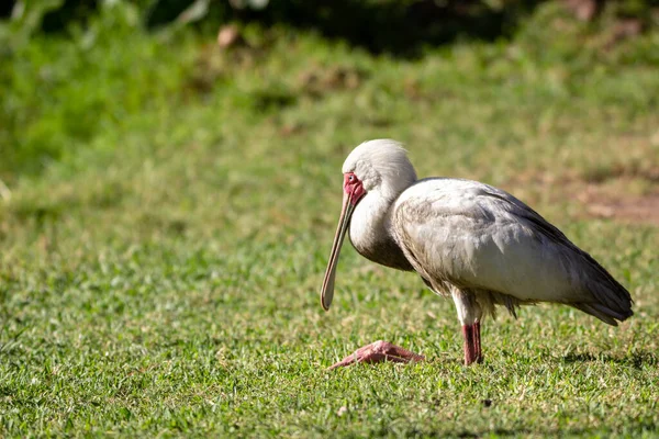 Cuillère Africaine Oiseau Debout Sur Herbe Platalea Alba — Photo