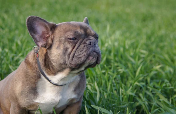 Young Bulldog Walks Park Fresh Grass Meditates — Stock Photo, Image