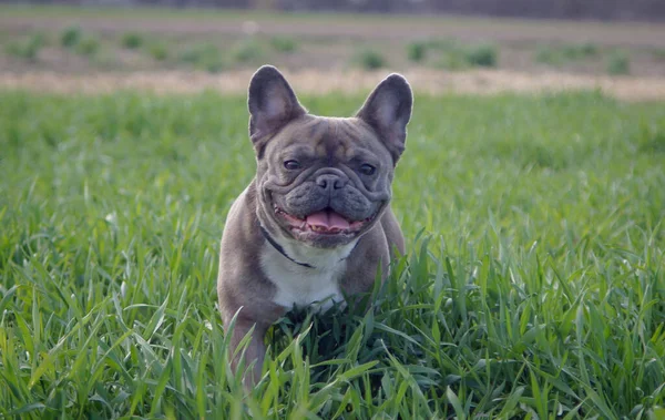Young Bulldog Walks Park Fresh Grass Meditates — Stock Photo, Image