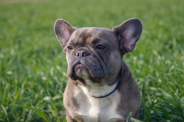 Young Bulldog Walks Park Fresh Grass Meditates — Stock Photo, Image