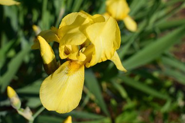 Sarı süsen çiçeği bahçeye yakın çekim, üst manzara.